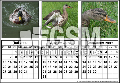 Quartalskalender-Stockenten_3.jpg
